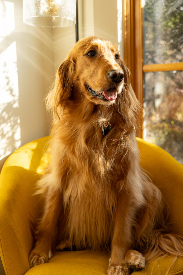 Sunny (photo by Mike Quinlan) Sunny (photo by Mike Quinlan)